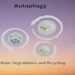 What is Autophagy? A Journey into Cellular Regeneration and Disease Prevention