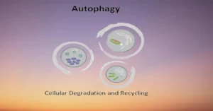 Autophagy Cellular Degradation Recycling